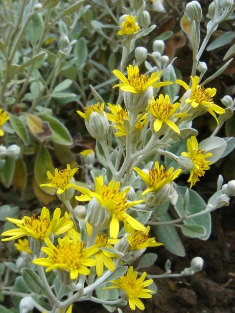 Brachyglottis greyi 2